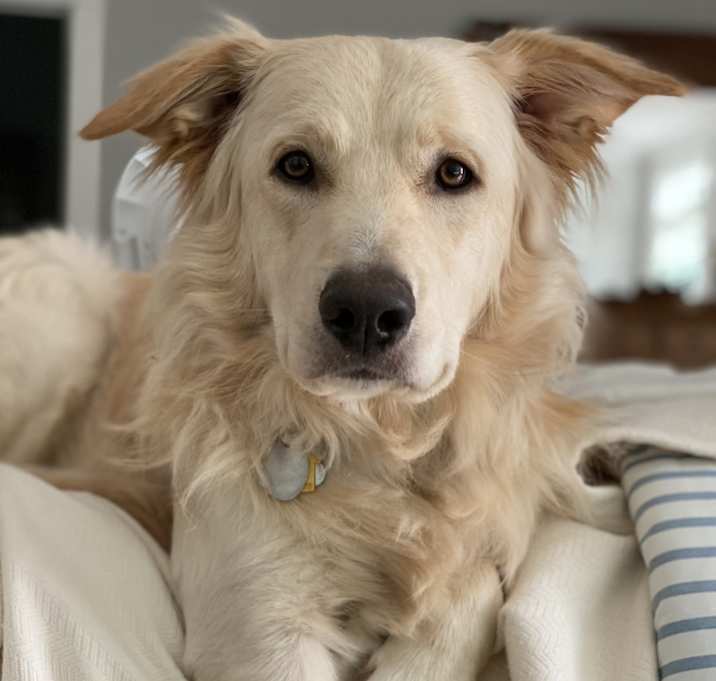 Photo of Toby