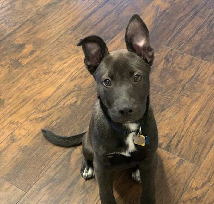 Photo of Percy