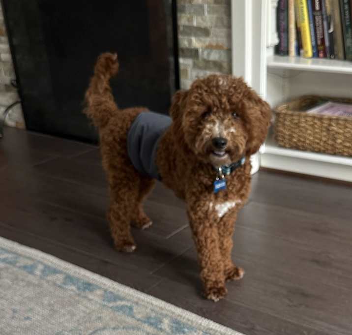 Photo of Milo