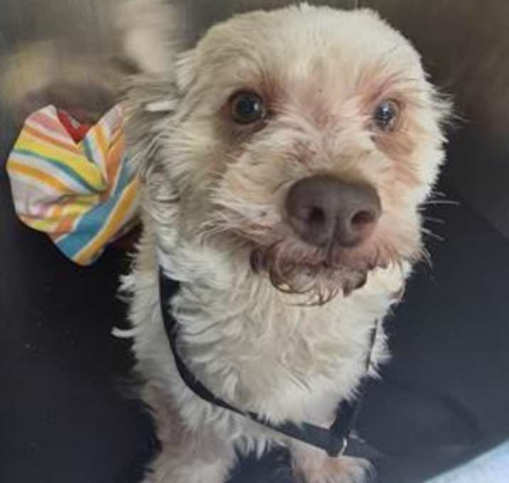 Photo of DOLLY