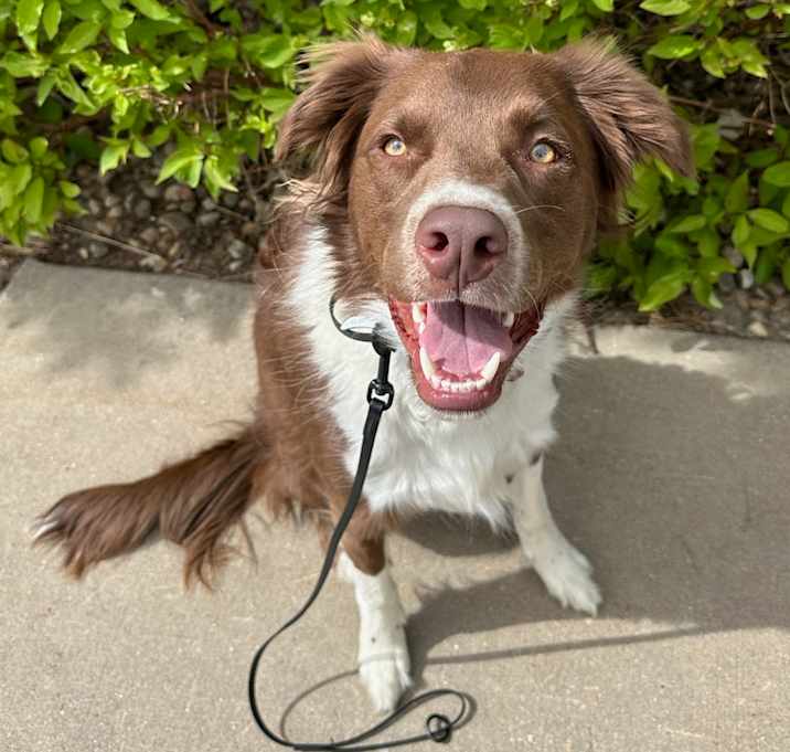 Photo of Koda