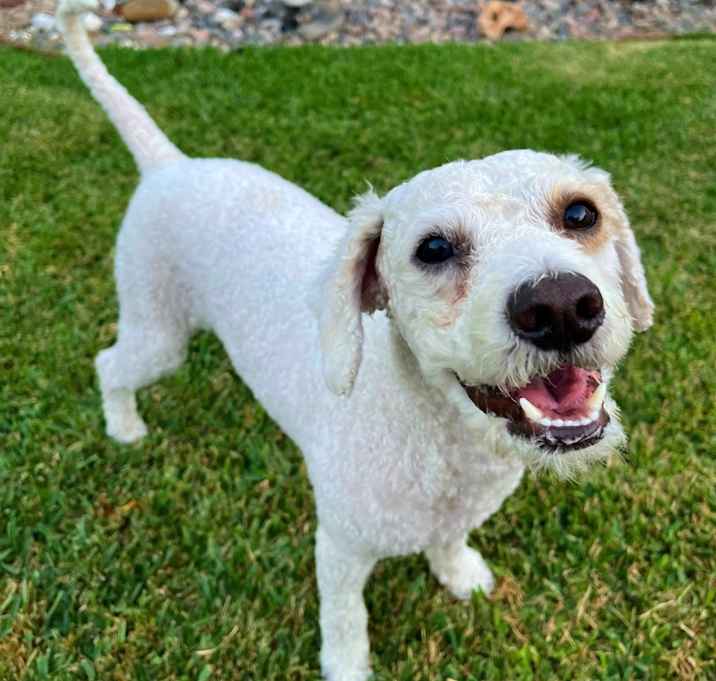 Photo of Snoopy