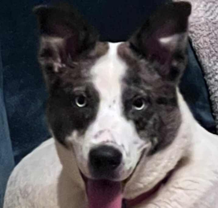 Photo of Nala