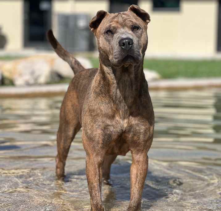 Photo of Kanga