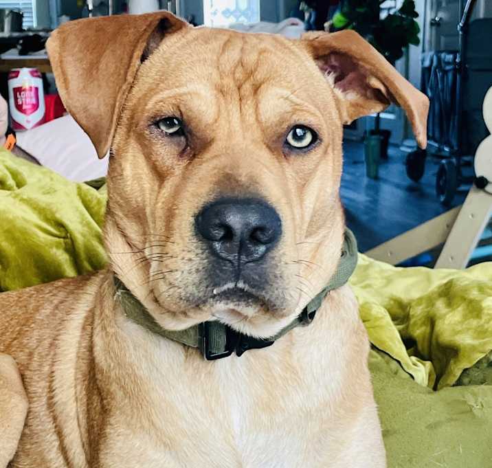 Photo of Boone