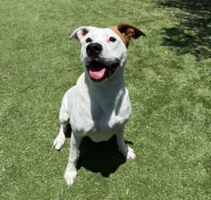 Photo of PIPER