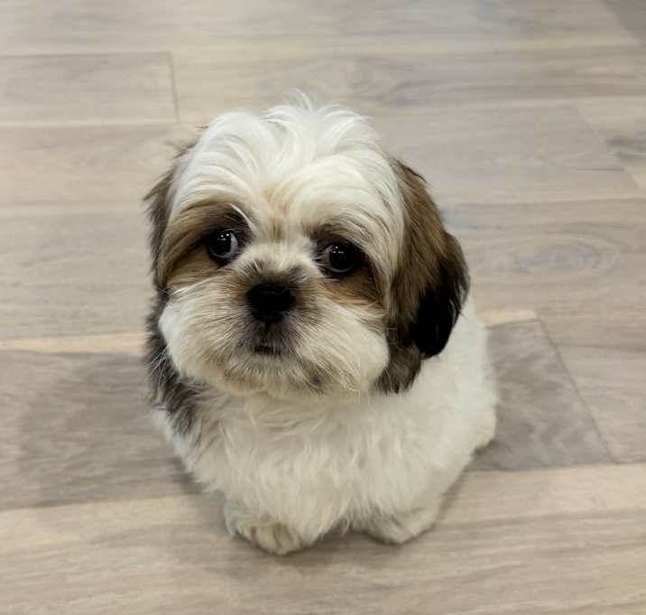 Photo of Coconut