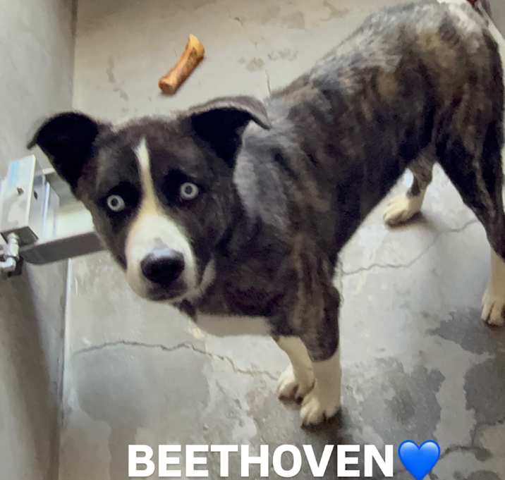 Photo of Beethoven A2199215