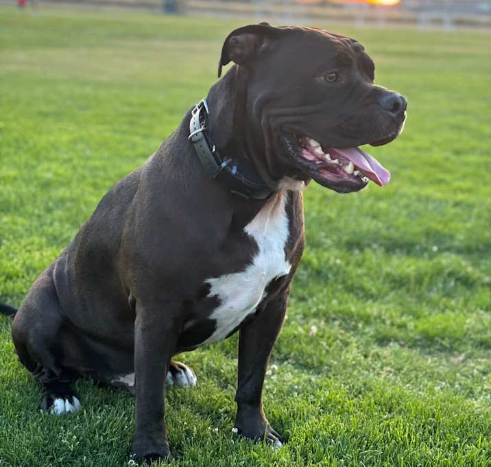 Photo of Blu