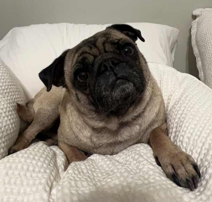 Photo of Pumbaa