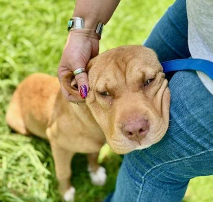 Photo of Shirley (Cocoa)