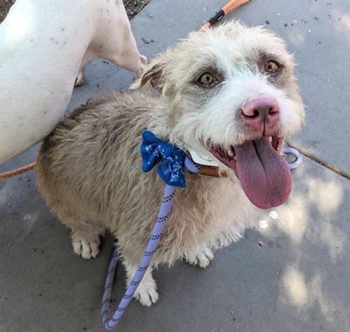 Photo of WILLOW
