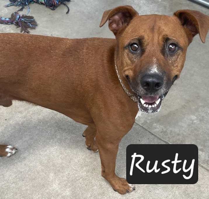 Photo of Rusty