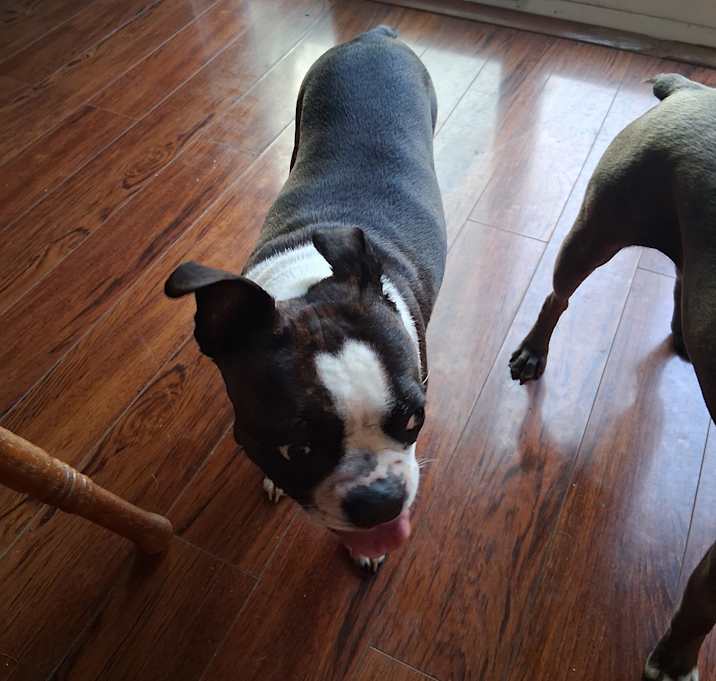 Photo of Coco