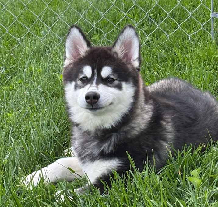 Photo of Pomsy