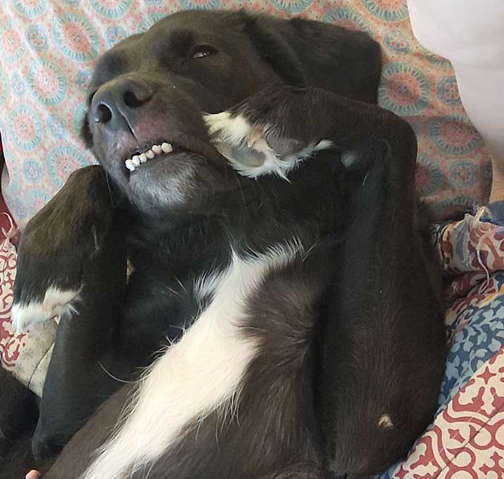 Photo of Onyx