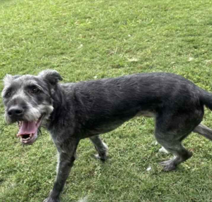 Photo of SCOUT