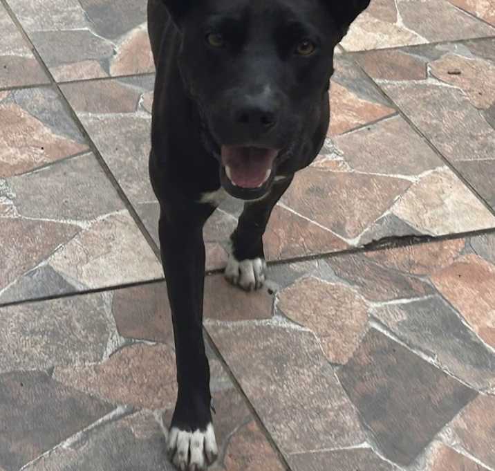 Photo of Oreo