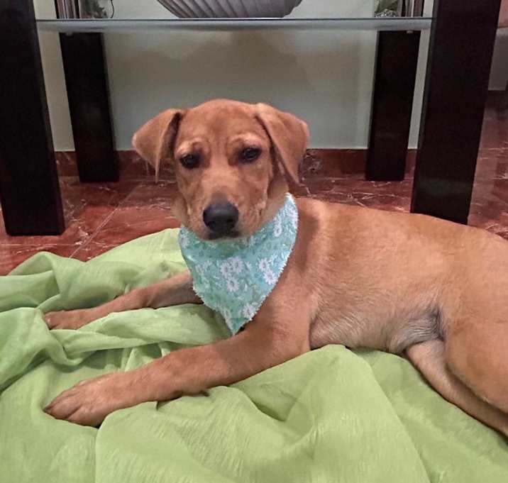 Photo of Nala