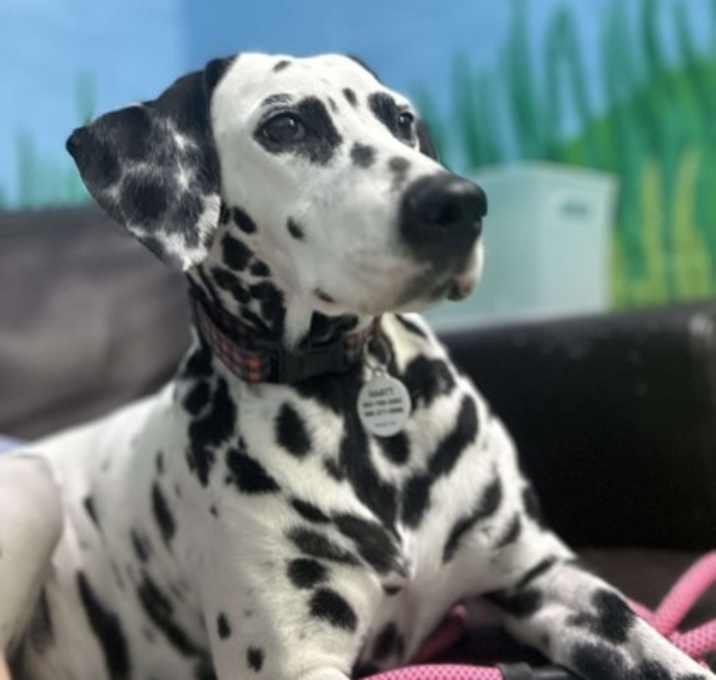 Photo of Perdita