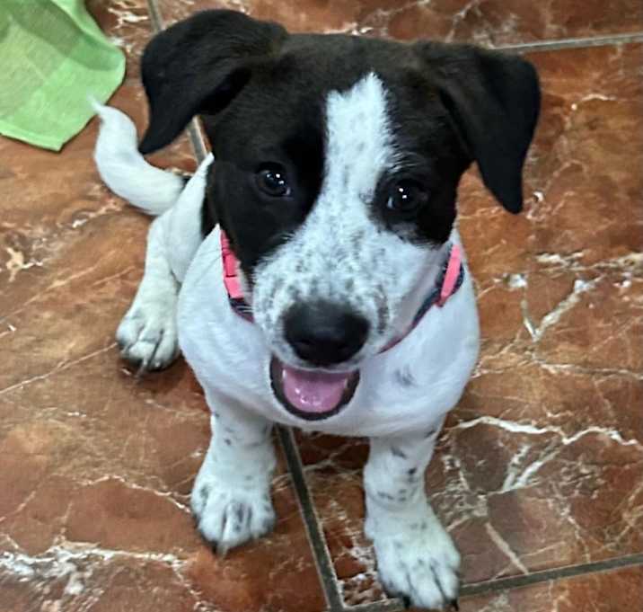 Photo of Cookie