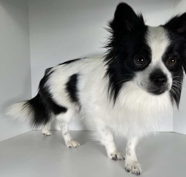 Photo of Athena