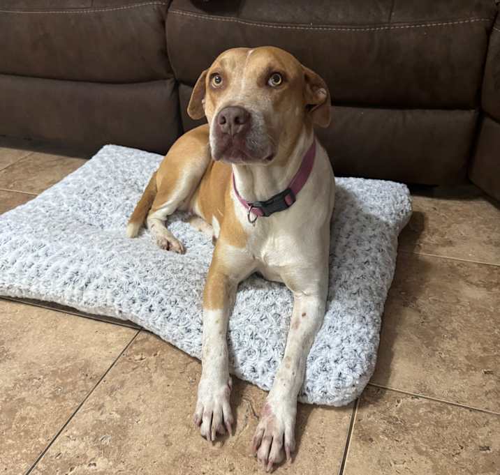 Photo of Sweetie Pie