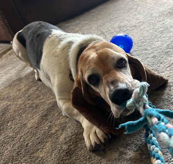 Photo of Ruby