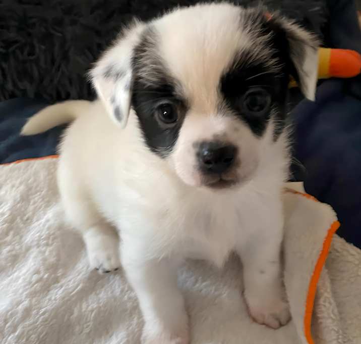 Photo of Holstein - Not Available Yet