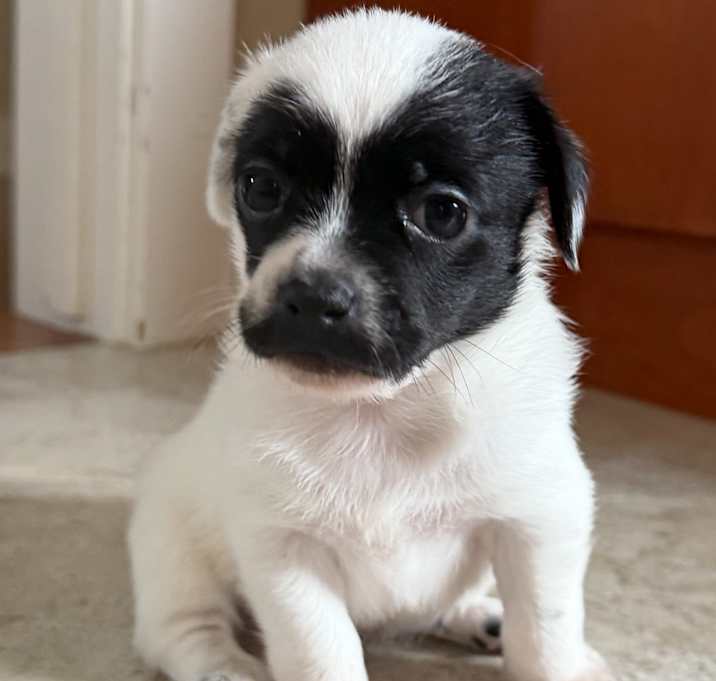 Photo of Cowgirl - Not Available Yet