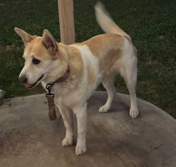 Photo of Buttercup