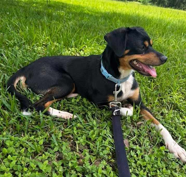 Photo of Bash