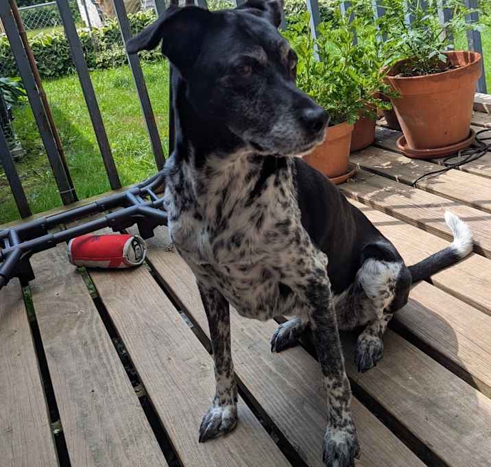 Photo of Pepper