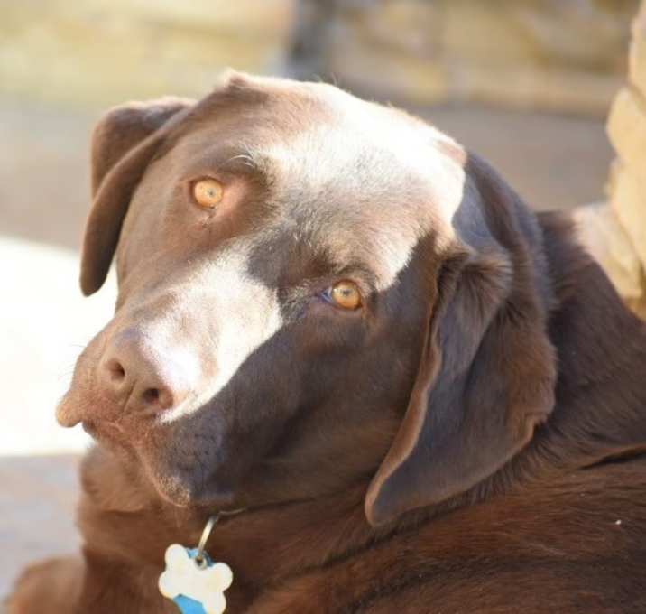 Photo of Zoko