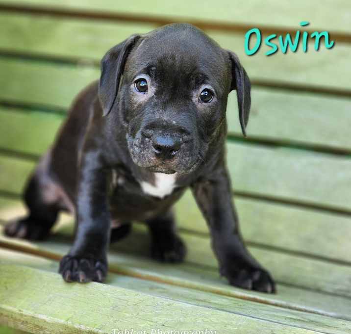 Photo of Oswin (#1)