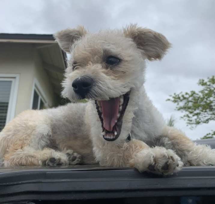 Photo of Lucky