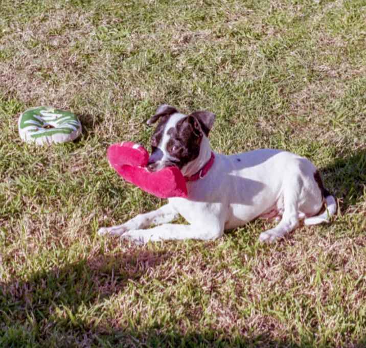 Photo of Snoopy