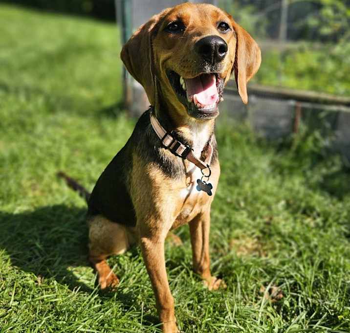 Photo of Pixie