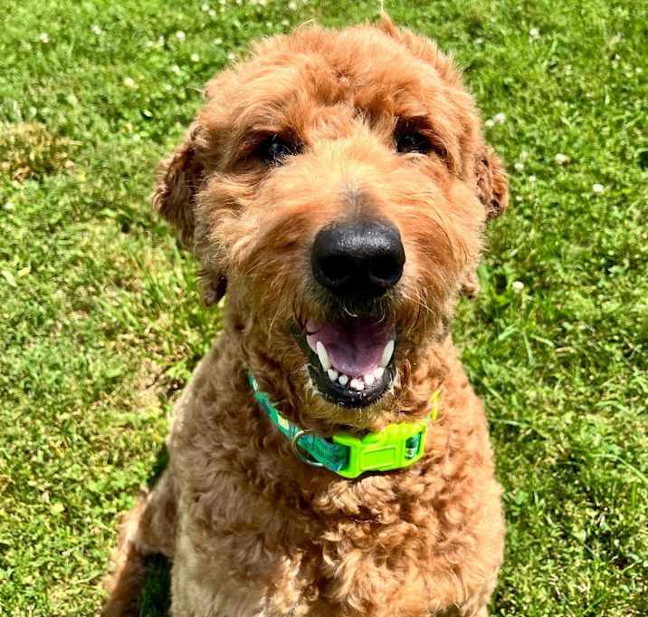 Photo of Teddy