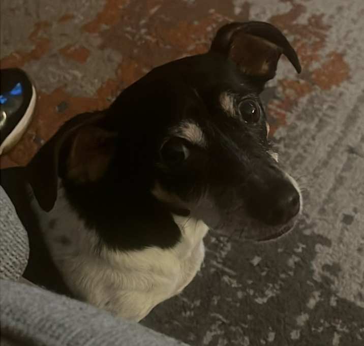 Photo of Bruno