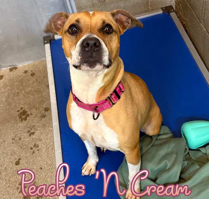 Photo of Peaches 'N Cream