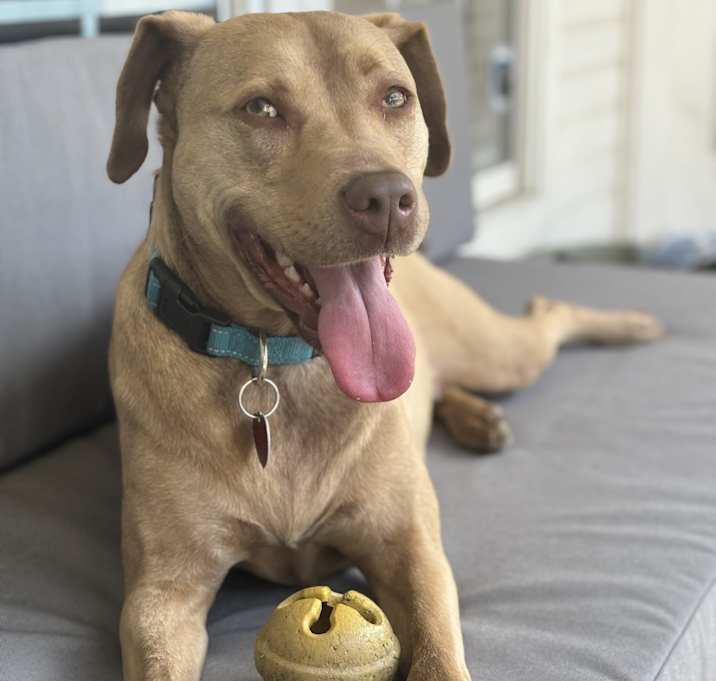 Photo of Beau