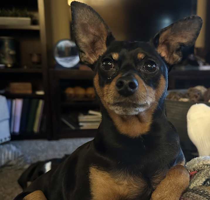 Photo of Toby