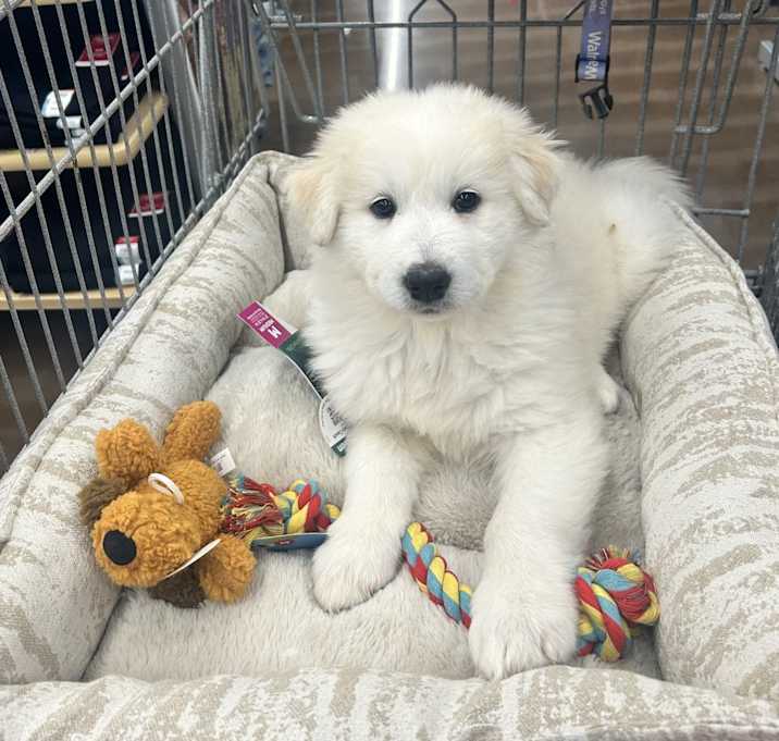 Photo of Angel