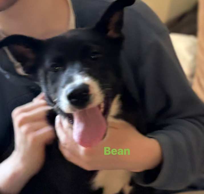 Photo of Bean