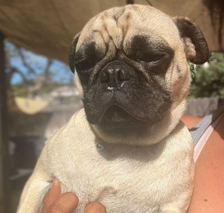Photo of Dutch