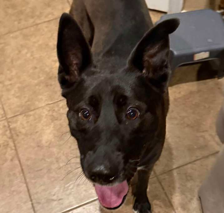 Photo of Waffles LLD