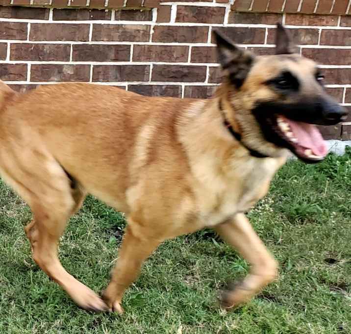 Photo of Caeser