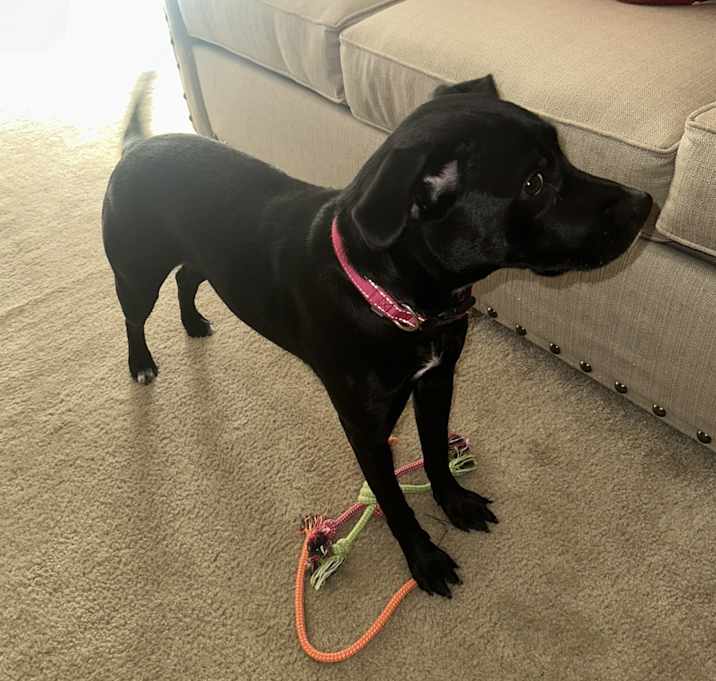 Photo of Nova