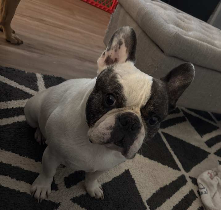Photo of Toby